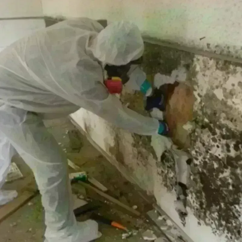 Mold Remediation and Removal in Phelps County, NE